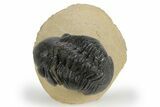 Detailed Reedops Trilobite - Atchana, Morocco #251067-2